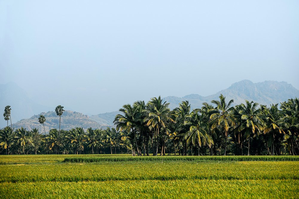 3 Acre Spice & Coconut Plantation near Kochi