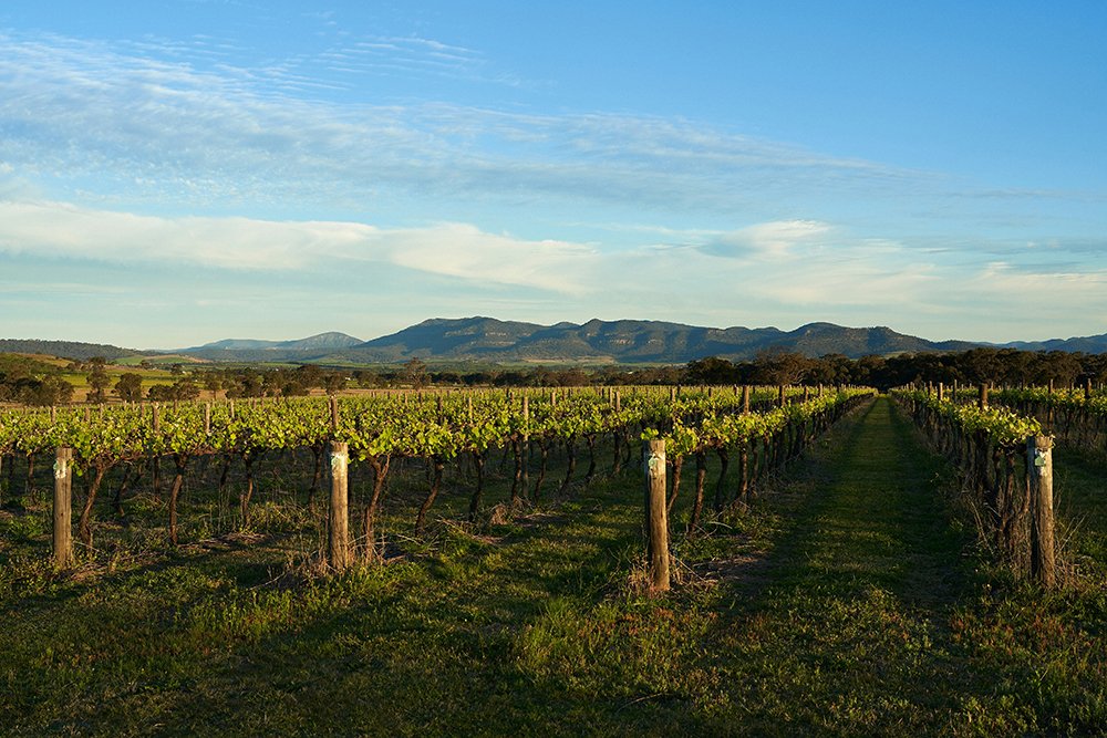 4 Acre Grape Farm Land near Nashik